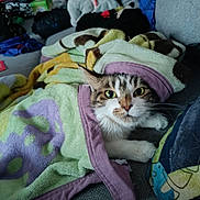 O'Nala a rejoint le concours — aidez-le/la à gagner de superbes lots ! abyssinian, accessories, animal, baby, bag, blanket, cat, chair, couch, cushion, furniture, handbag, homedecor, kitten, laundry, linen, manx, person, pet, towel