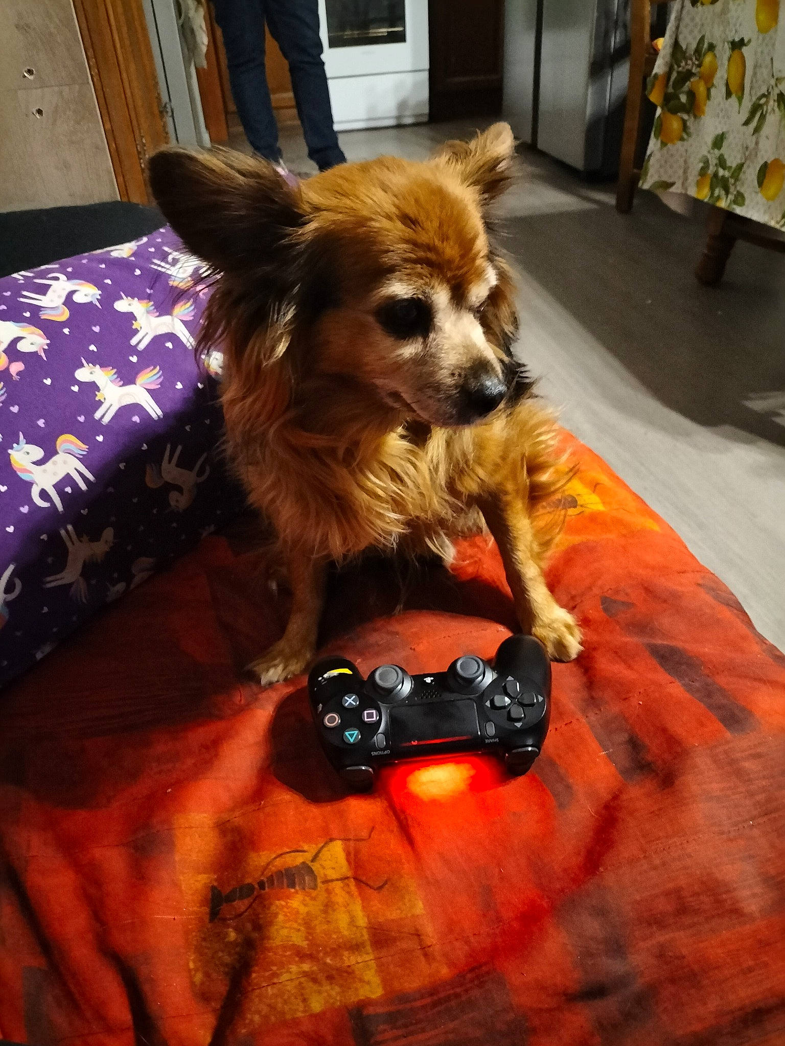 Fana a rejoint le concours — aidez-le/la à gagner de superbes lots ! canidae, carnivore, companion_dog, costume, costume_hat, curtain, dog, dog_breed, dog_supply, event, fawn, flooring, fur, goggles, liver, snout, sporting_group, sunglasses, toy_dog, whiskers