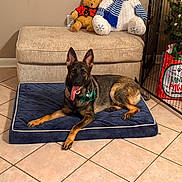 Daisy is registered to the contest to win money with this photo: dog, german_shepherd, dog_bed, tongue_out, stuffed_toy, ottoman, tile_floor, christmas_tree, holiday_presents, festive, indoor, pet, animal, canine, decorations, cozy, cage, smiling, relaxed, home