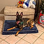 dog, german_shepherd, dog_bed, tongue_out, stuffed_toy, ottoman, tile_floor, christmas_tree, holiday_presents, festive, indoor, pet, animal, canine, decorations, cozy, cage, smiling, relaxed, home
