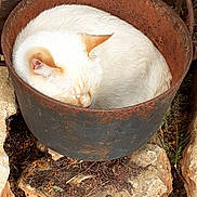 Blanco participe au concours pour gagner de l'argent avec cette photo : cat, sleeping, rusty_pot, outdoor, animal, white_fur, curled_up, cozy, nature, rocks, dried_leaves, fur, resting, quiet, peaceful, pet, wildlife, relaxation, close_up, texture
