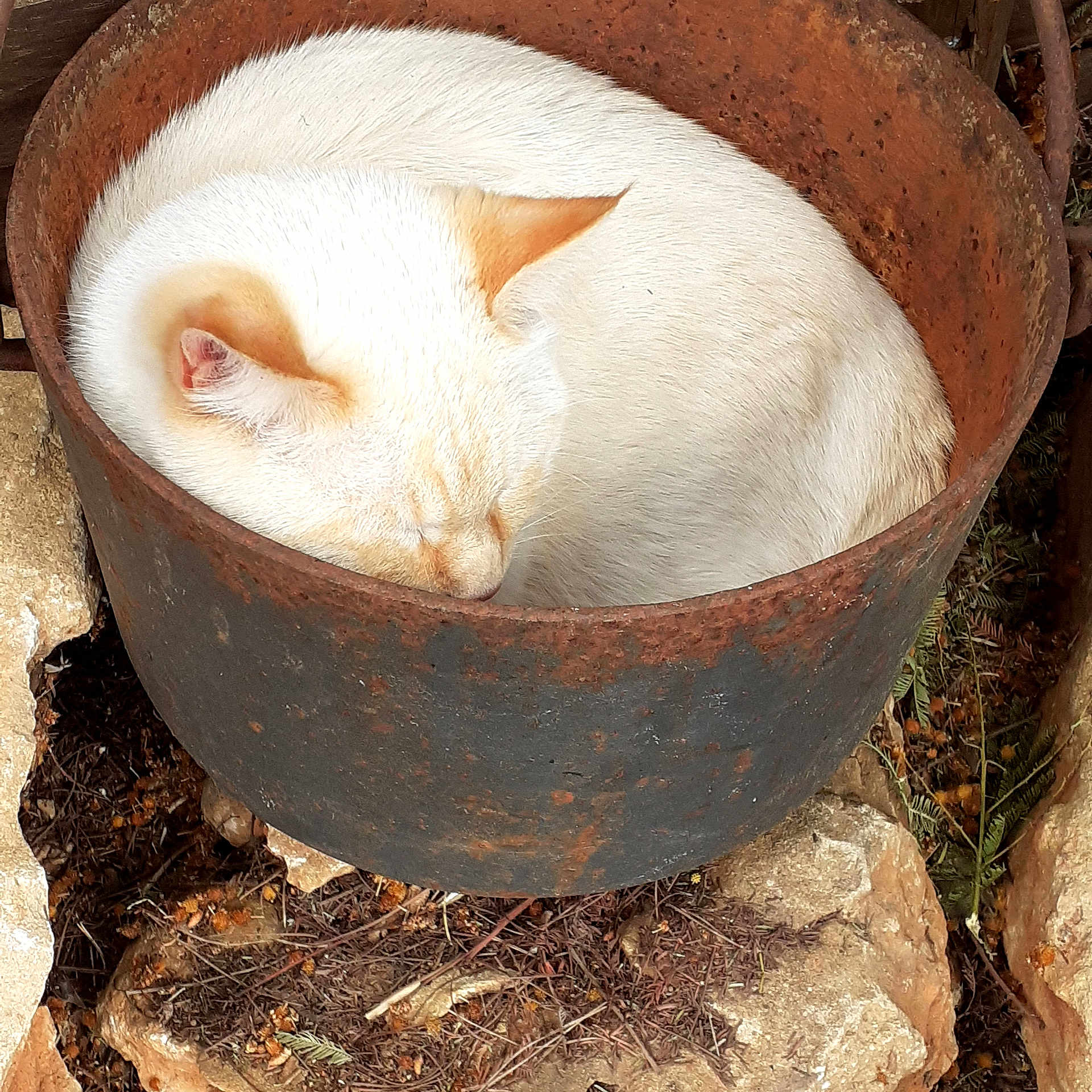 Blanco