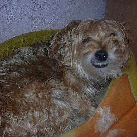 Snoopy