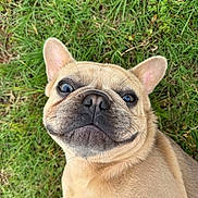 Feefee joined the competition — help win amazing prizes! adorable, animal, canine, closeup, cute, dog, ears, expression, face, french_bulldog, fur, grass, lying_down, mammal, nature, outdoor, pet, playful, smile, whiskers