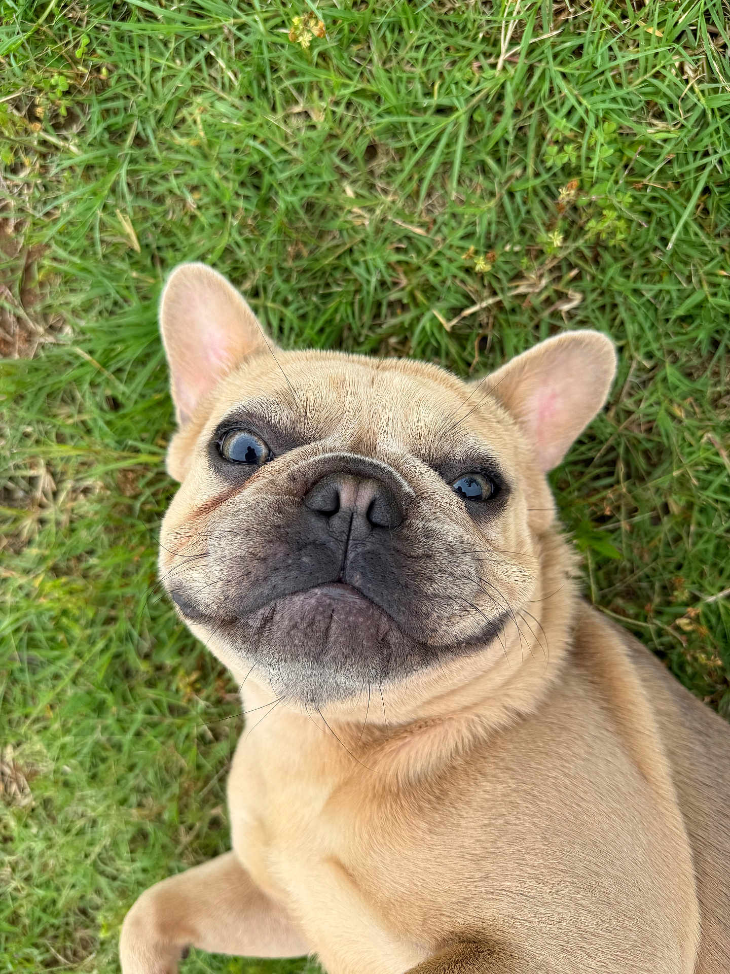 Feefee