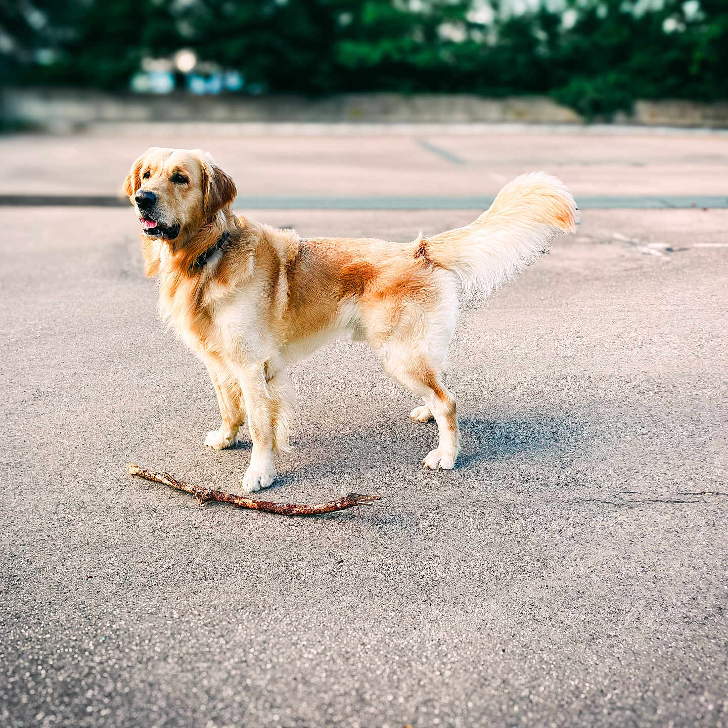 Sky a rejoint le concours — aidez-le/la à gagner de superbes lots ! animal, canine, dog, goldenretriever, labradorretriever, person, pet, puppy, walkingdog