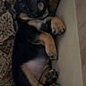 Doc joined the competition — help win amazing prizes! puppy, dog, sleeping, lying_down, black_and_tan, paws, belly, couch, cushion, indoor, pet, cute, relaxed, nap, portrait, animal, furry, home, upside_down, cozy