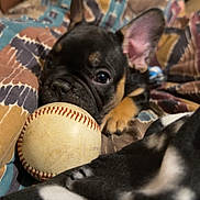 Doc joined the competition — help win amazing prizes! puppy, dog, dogs, french_bulldog, black_and_white, black_dog, tan_markings, baseball, baseball_ball, pet, animal, cute, playful, lying_down, sitting, blanket, home, indoor, person, portrait