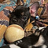 puppy, dog, dogs, french_bulldog, black_and_white, black_dog, tan_markings, baseball, baseball_ball, pet, animal, cute, playful, lying_down, sitting, blanket, home, indoor, person, portrait