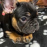 Doc joined the competition — help win amazing prizes! puppy, dog, french_bulldog, pet, animal, close_up, portrait, black_and_tan, large_ears, wrinkled_face, short_muzzle, brown_eyes, paws, blanket, paw_prints, indoor, human, orange_clothing, couch, cute
