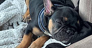 Doc joined the competition — help win amazing prizes! puppy, dog, sleeping, car, passenger_seat, blanket, black_and_tan, collar, closed_eyes, resting, cute, pet, vehicle, interior, cozy, animal, portrait, nap, caption, text_overlay