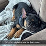 puppy, dog, sleeping, car, passenger_seat, blanket, black_and_tan, collar, closed_eyes, resting, cute, pet, vehicle, interior, cozy, animal, portrait, nap, caption, text_overlay
