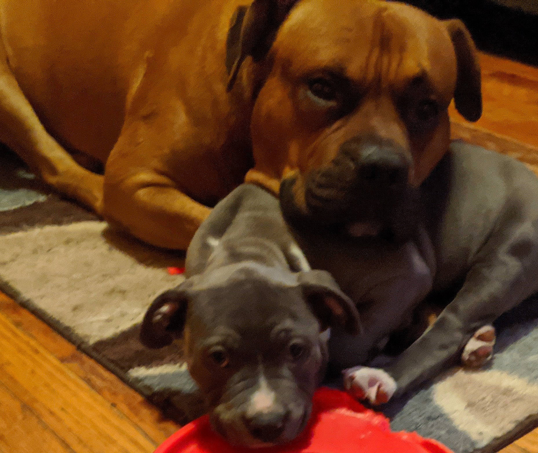 Chloe De Luna is registered to the contest to win money with this photo: canidae, carnivore, comfort, companion_dog, dog, dog_breed, dog_supply, fawn, liver, mammal, mat, pet_supply, puppy, snout, sporting_group, toy_dog, whiskers, wood_flooring, working_animal, working_dog