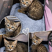 Fripouille participe au concours pour gagner de l'argent avec cette photo : kitten, tabby, cat, pet, animal, cute, feline, blue_blanket, cozy, indoor, closeup, portrait, young, small, soft_texture, carrier, resting, striped, fur, eyes