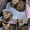 kitten, tabby, cat, pet, animal, cute, feline, blue_blanket, cozy, indoor, closeup, portrait, young, small, soft_texture, carrier, resting, striped, fur, eyes