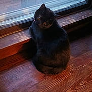 Titi joined the competition — help win amazing prizes! black_cat, cat, pet, animal, window, wooden_floor, indoor, curious, sitting, feline, domestic_cat, cozy, sideways_glance, fur, ears, whiskers, reflection, natural_light, brick_wall, quiet