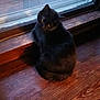 black_cat, cat, pet, animal, window, wooden_floor, indoor, curious, sitting, feline, domestic_cat, cozy, sideways_glance, fur, ears, whiskers, reflection, natural_light, brick_wall, quiet