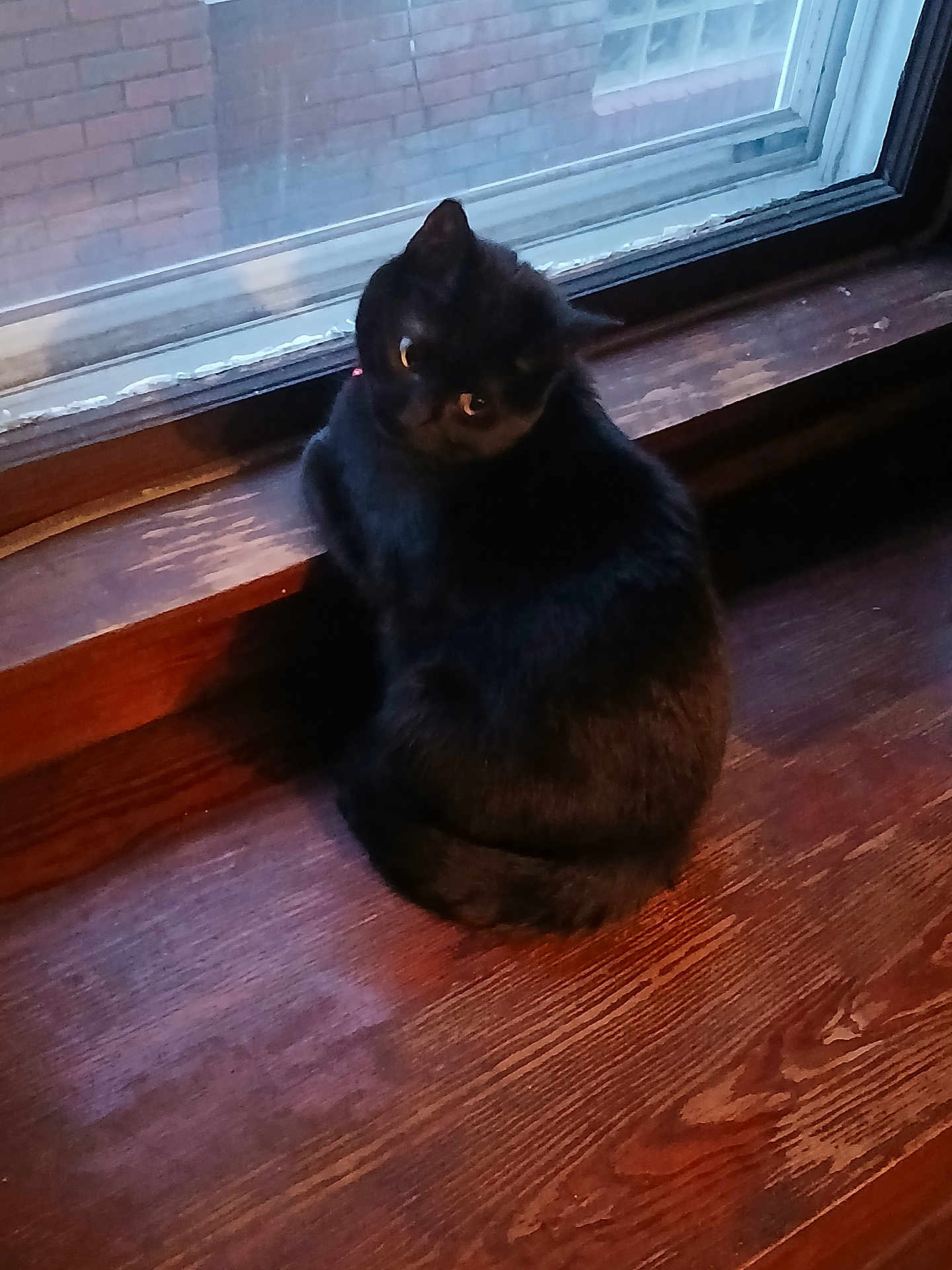 Titi
