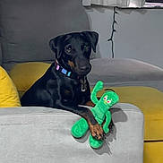 Storm joined the competition — help win amazing prizes! dog, black_dog, plush_toy, couch, living_room, colorful_collar, green_toy, yellow_ottoman, curtains, string_lights, pet, indoor, furniture, relaxed, animal, cozy, home, cute, toy, resting
