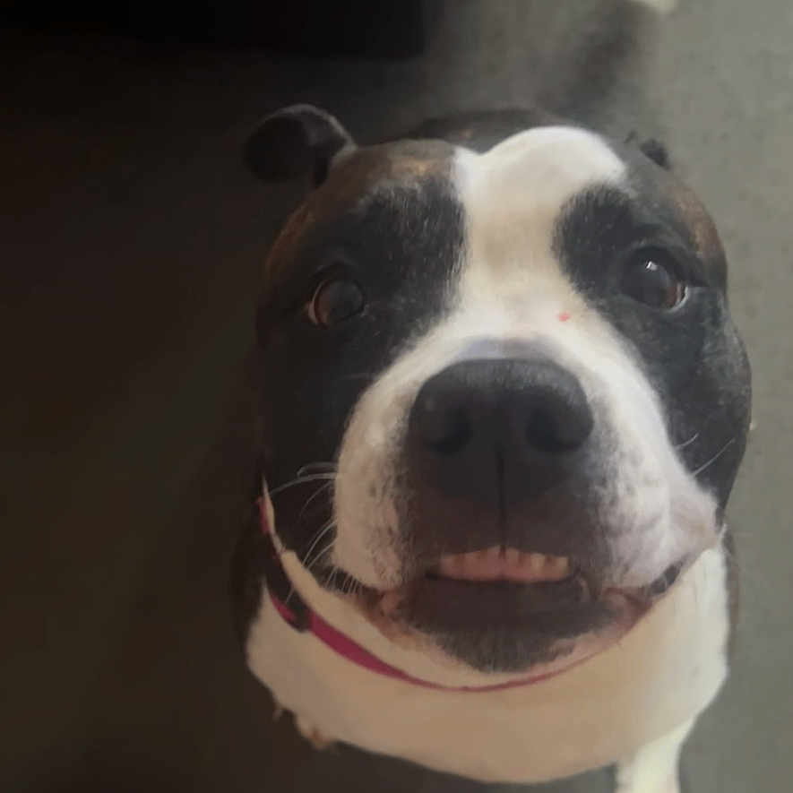 Halliday is registered to the contest to win money with this photo: black_and_white_dog, carpet, close_up, collar, companion, cute, dog, domestic_animal, face, floor, footwear, happy, household, indoor, looking_up, paw, pet, playful, smiling_person, video_call