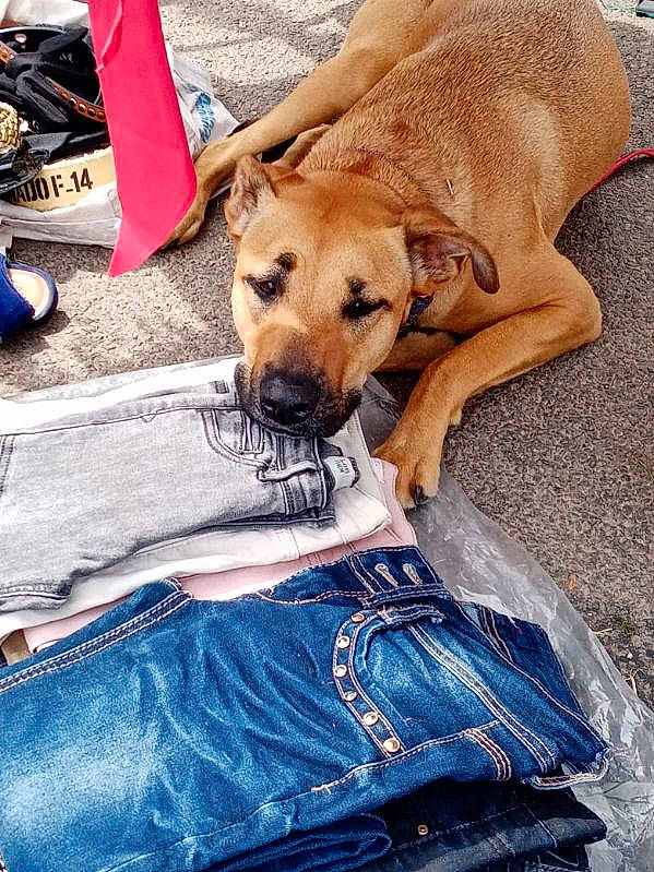 Shanelle participe au concours pour gagner de l'argent avec cette photo : blue, canidae, carnivore, collar, comfort, companion_dog, dog, dog_breed, dog_collar, dog_supply, electric_blue, fawn, linens, pet_supply, sporting_group