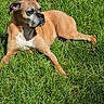 dog, grass, outdoor, sunlight, canine, pet, animal, nature, relaxed, lying_down, brown_dog, greenery, summer, muzzle, ears, paw, daylight, resting, quiet, peaceful