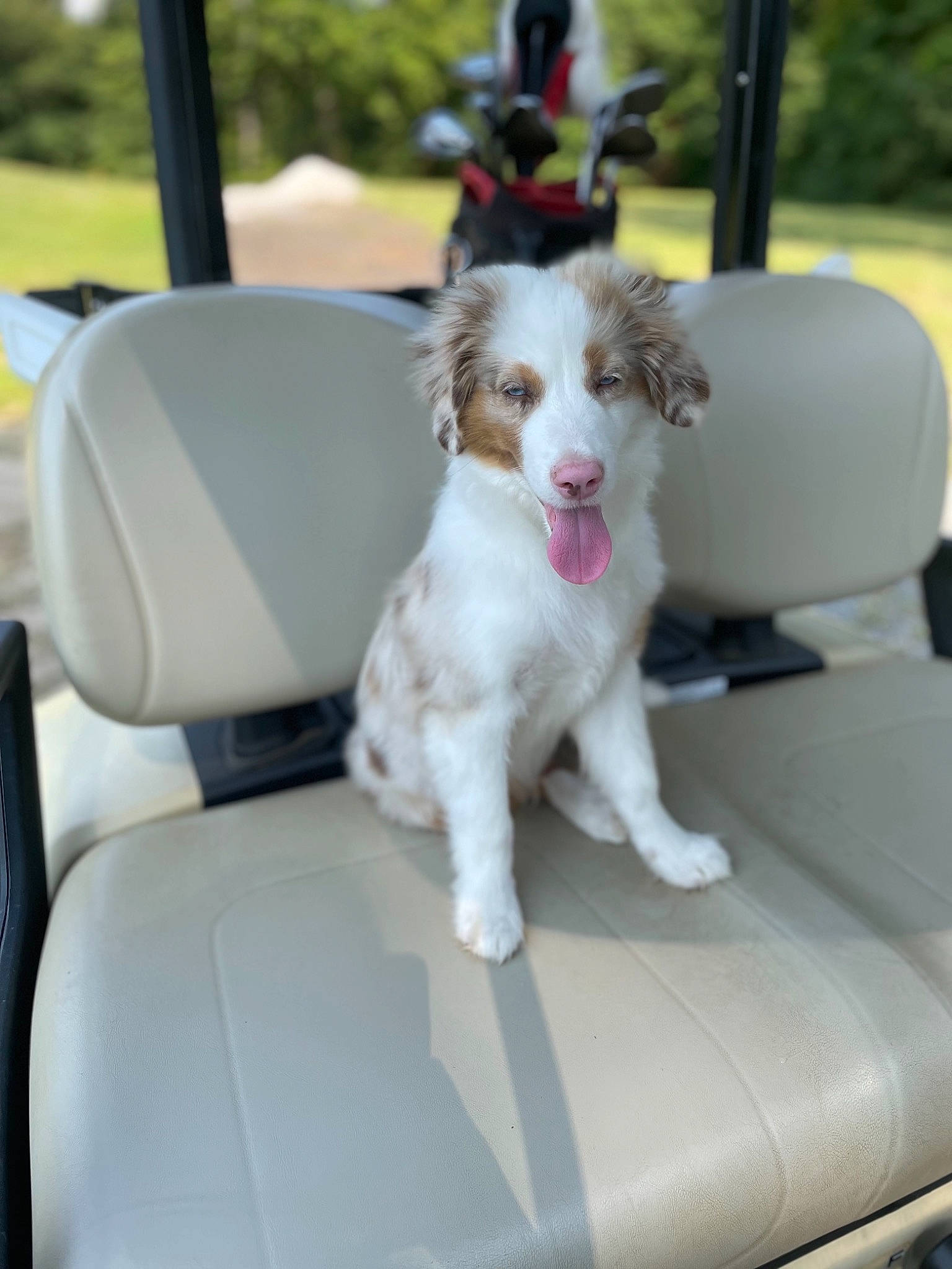 Ruger joined the competition — help win amazing prizes! auto_part, car, car_seat, carnivore, chair, companion_dog, dog, dog_breed, family_car, fang, gun_dog, luxury_vehicle, motor_vehicle, plant, toy_dog, vehicle, vehicle_door, working_dog
