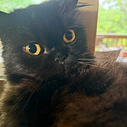 Booda is registered to the contest to win money with this photo: cat, black_cat, close_up, yellow_eyes, fluffy, pet, indoor, window, curious, feline, whiskers, ears, face, fur, animal, domestic, mammal, portrait, soft_light, background