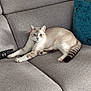cat, feline, pet, couch, sofa, remote_control, indoor, relaxed, stretching, blue_eyes, tabby, striped_tail, home, cozy, furniture, animal, domestic, cute, resting, looking