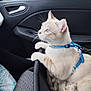 Willow participe au concours pour gagner de l'argent avec cette photo : cat, blue_eyes, harness, car_interior, pet_carrier, blanket, window, door_handle, side_mirror, curious, cream_color, whiskers, soft_texture, indoor, animal, domestic_cat, vehicle, looking_out, leash, seat