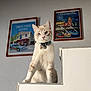 Willow participe au concours pour gagner de l'argent avec cette photo : cat, blue_eyes, collar, staircase, white, wall, framed_poster, indoor, pet, curious, feline, texture, grey_wall, decor, art, animal, sitting, portrait, house, furniture