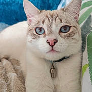 Willow participe au concours pour gagner de l'argent avec cette photo : cat, blue_eyes, close_up, fluffy, blanket, indoor, pet, animal, relaxed, cushion, feline, collar, cute, whiskers, pink_nose, soft, domestic_cat, portrait, resting, cozy