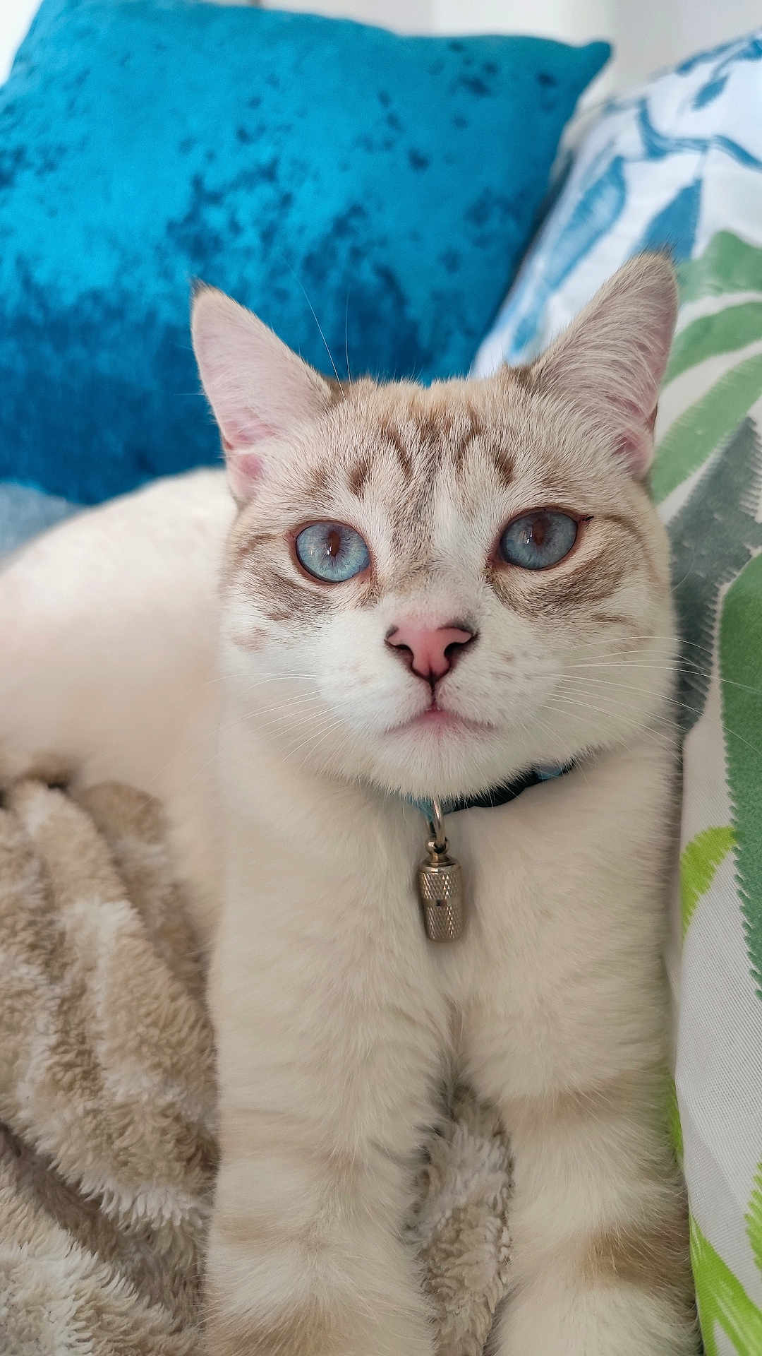 Willow participe au concours pour gagner de l'argent avec cette photo : cat, blue_eyes, close_up, fluffy, blanket, indoor, pet, animal, relaxed, cushion, feline, collar, cute, whiskers, pink_nose, soft, domestic_cat, portrait, resting, cozy