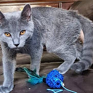 Bacchus participe au concours pour gagner de l'argent avec cette photo : amber_eyes, animal, blue_toy, cat, closeup, couch, curious, domestic, feathers, feline, fur, gray_cat, indoor, paws, pet, playful, tail, toy, whiskers, young_cat