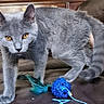 amber_eyes, animal, blue_toy, cat, closeup, couch, curious, domestic, feathers, feline, fur, gray_cat, indoor, paws, pet, playful, tail, toy, whiskers, young_cat