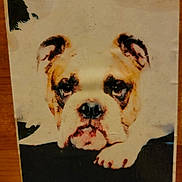 Chessie is registered to the contest to win money with this photo: bulldog, puppy, dog, portrait, resting, paw, closeup, vintage, aged, worn, photograph, animal, pet, face, ears, snout, black, white, brown, expression