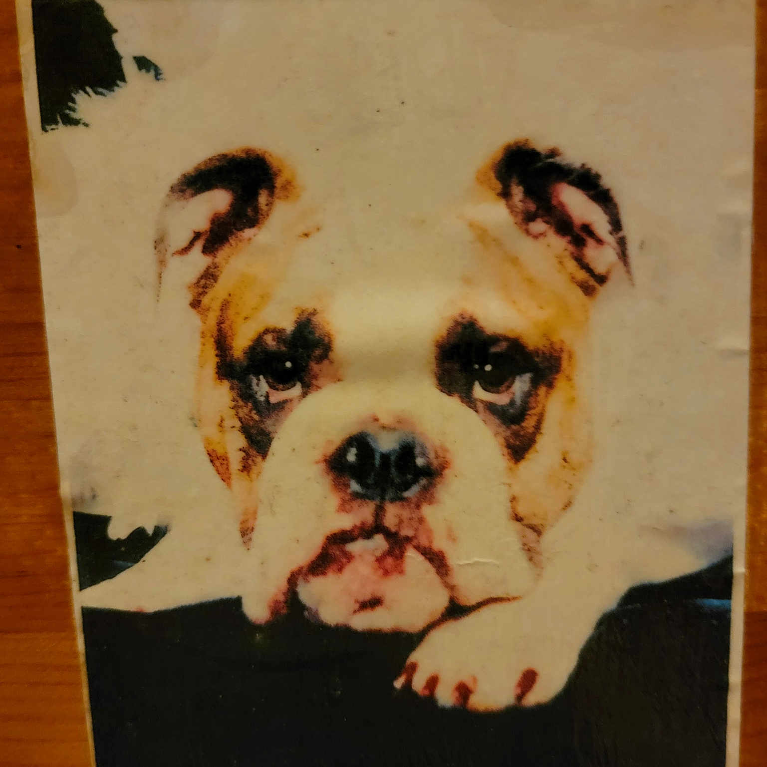Chessie is registered to the contest to win money with this photo: aged, animal, black, brown, bulldog, closeup, dog, ears, expression, face, paw, pet, photograph, portrait, puppy, resting, snout, vintage, white, worn