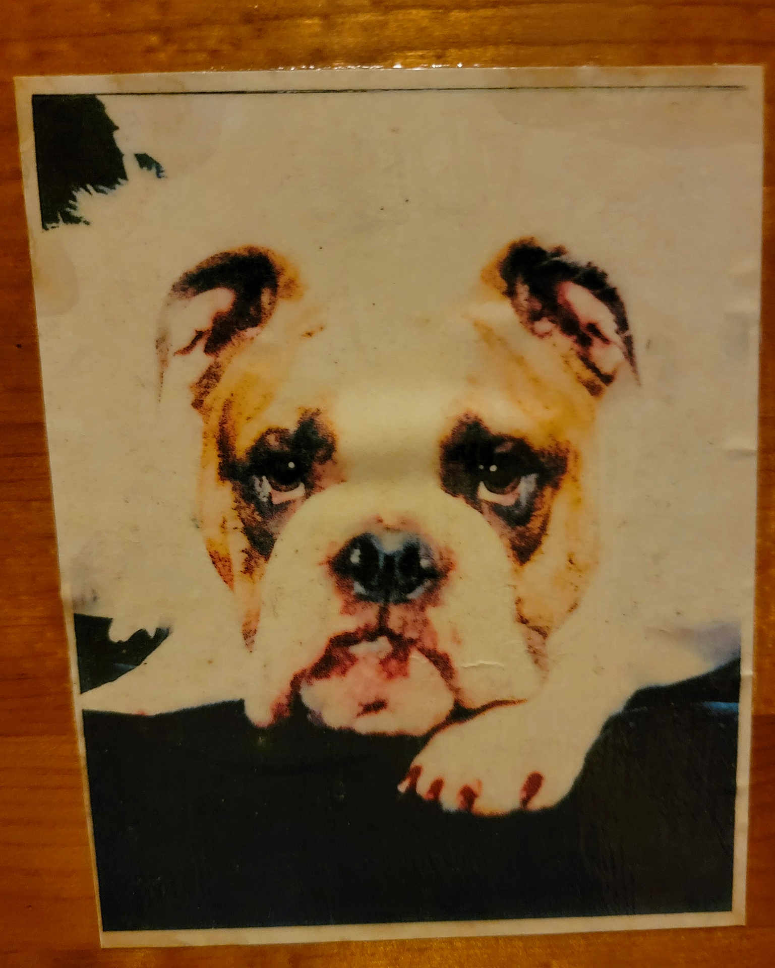 Chessie is registered to the contest to win money with this photo: bulldog, puppy, dog, portrait, resting, paw, closeup, vintage, aged, worn, photograph, animal, pet, face, ears, snout, black, white, brown, expression
