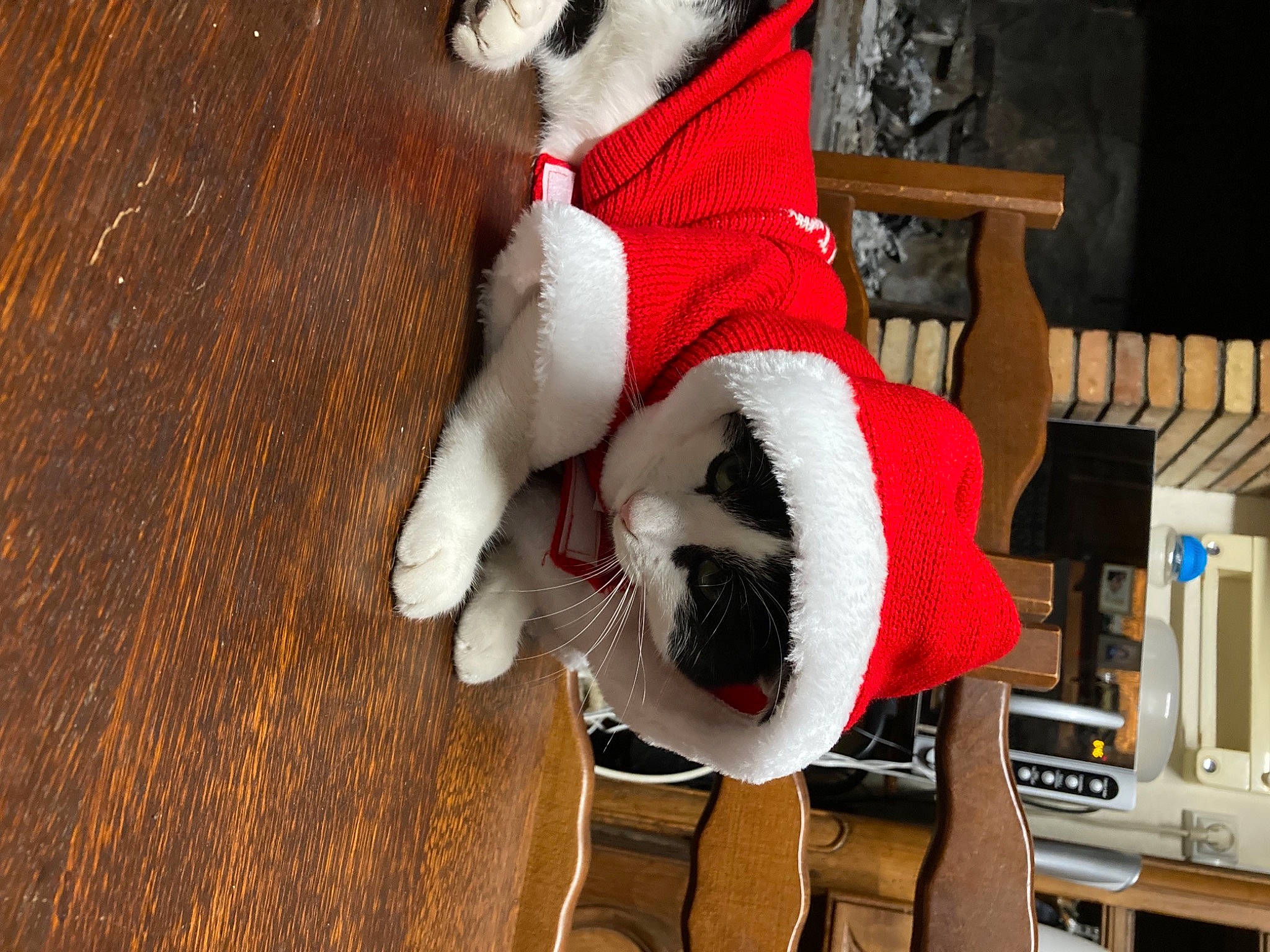 Comète participe au concours pour gagner de l'argent avec cette photo : carmine, carnivore, cat, companion_dog, fawn, felidae, fur, fur_clothing, mammal, plush, small_to_medium_sized_cats, snout, stuffed_toy, tail, textile, toy, vertebrate, whiskers, winter, wood