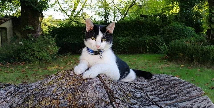 Comète a rejoint le concours — aidez-le/la à gagner de superbes lots ! carnivore, cat, domestic_short_haired_cat, felidae, fur, garden, grass, landscape, paw, plant, sitting, small_to_medium_sized_cats, snout, tail, tree, whiskers, wildlife, wood