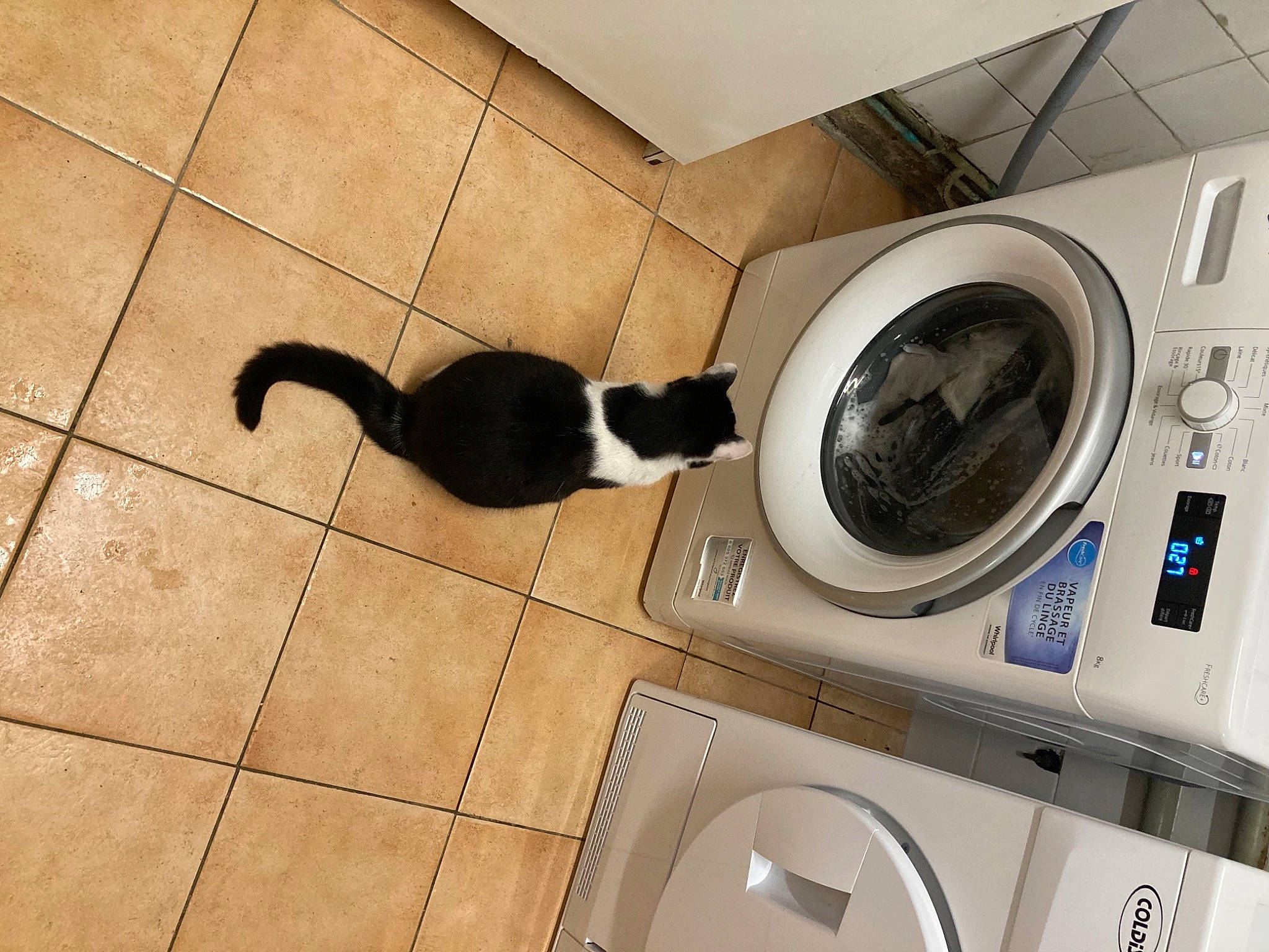 Comète a rejoint le concours — aidez-le/la à gagner de superbes lots ! audio_equipment, carnivore, cat, circle, clothes_dryer, felidae, floor, flooring, hardwood, home_appliance, laundry, laundry_room, line, major_appliance, pet_supply, plumbing_fixture, small_to_medium_sized_cats, tail, washing_machine, wood