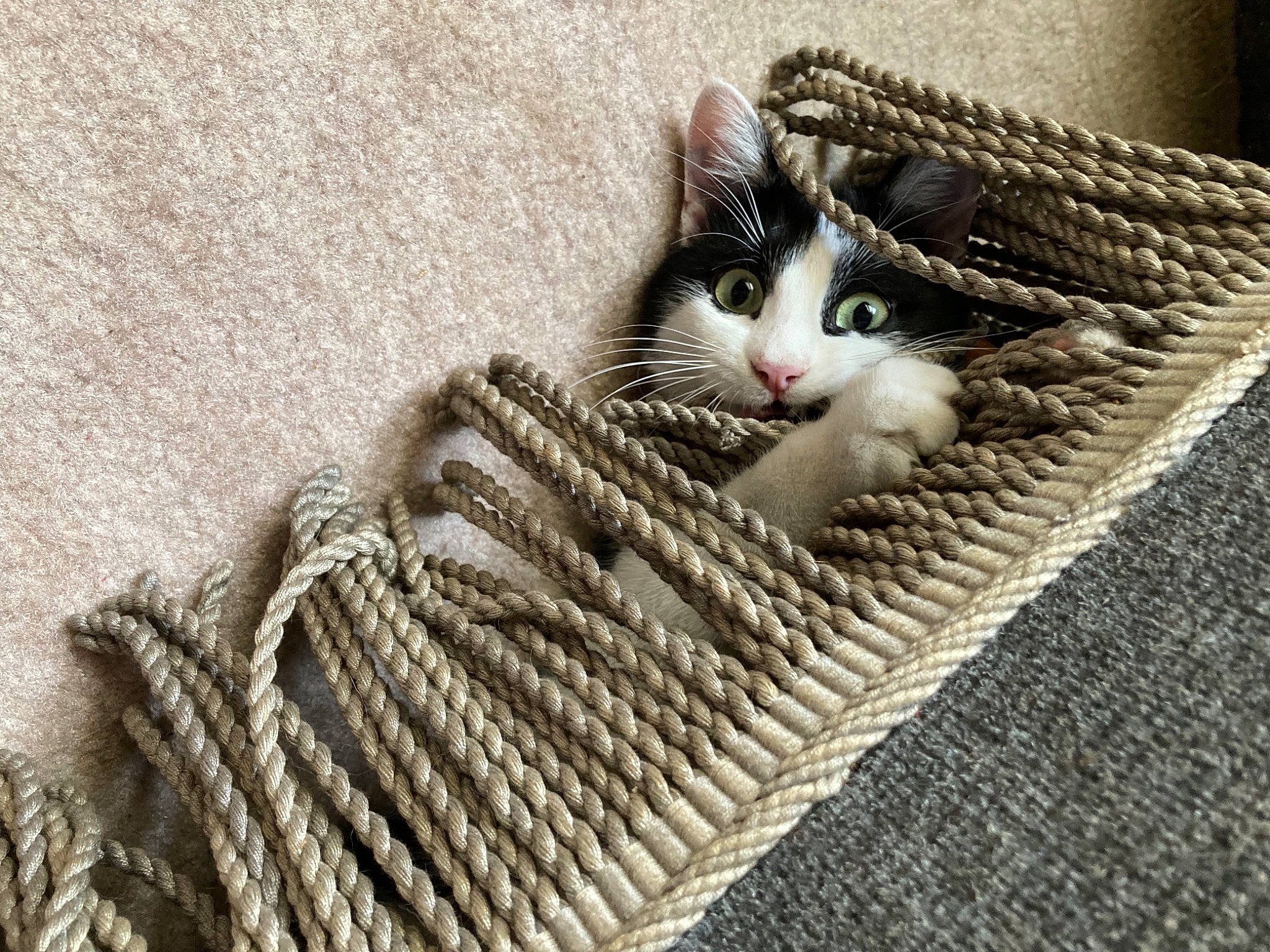 Comète a rejoint le concours — aidez-le/la à gagner de superbes lots ! carnivore, cat, comfort, domestic_short_haired_cat, fawn, felidae, flooring, foot, fur, grey, linens, pattern, paw, small_to_medium_sized_cats, tail, textile, whiskers, wood, wool, woolen