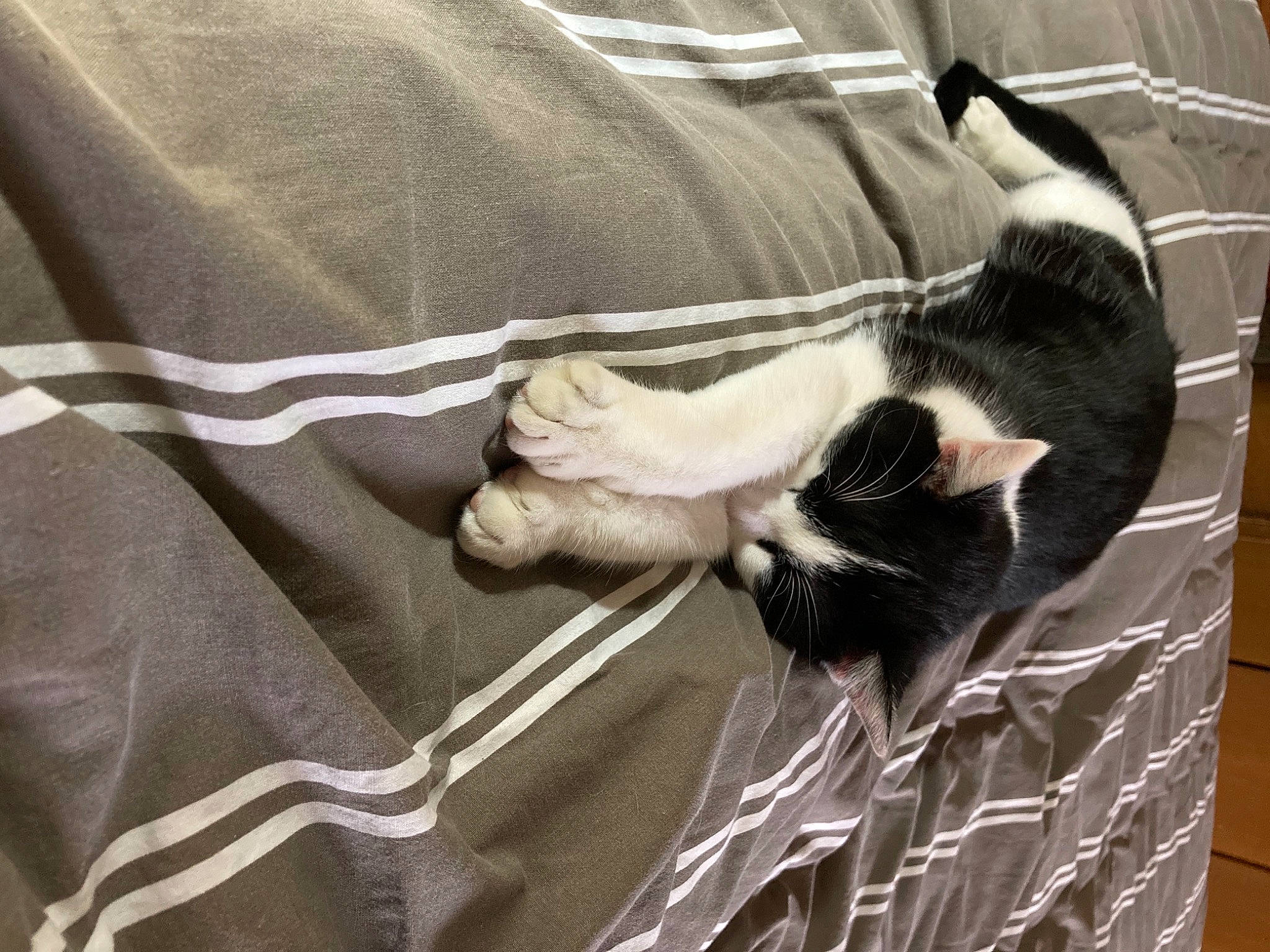 Comète participe au concours pour gagner de l'argent avec cette photo : canidae, carnivore, cat, comfort, companion_dog, dog_breed, felidae, fur, linens, nap, sleeve, small_to_medium_sized_cats, sporting_group, tail, textile, whiskers