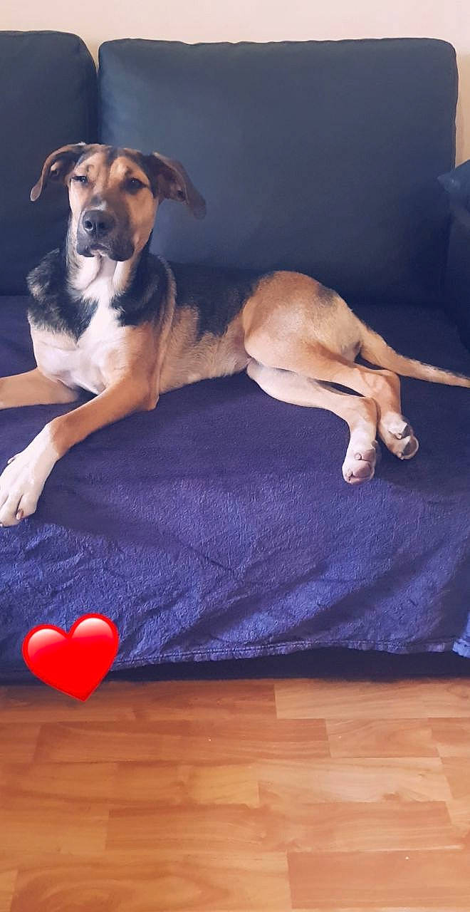 Câline participe au concours pour gagner de l'argent avec cette photo : black_mouth_cur, canidae, carnivore, companion_dog, dog, dog_bed, dog_breed, fawn, floor, hardwood, mammal, paw