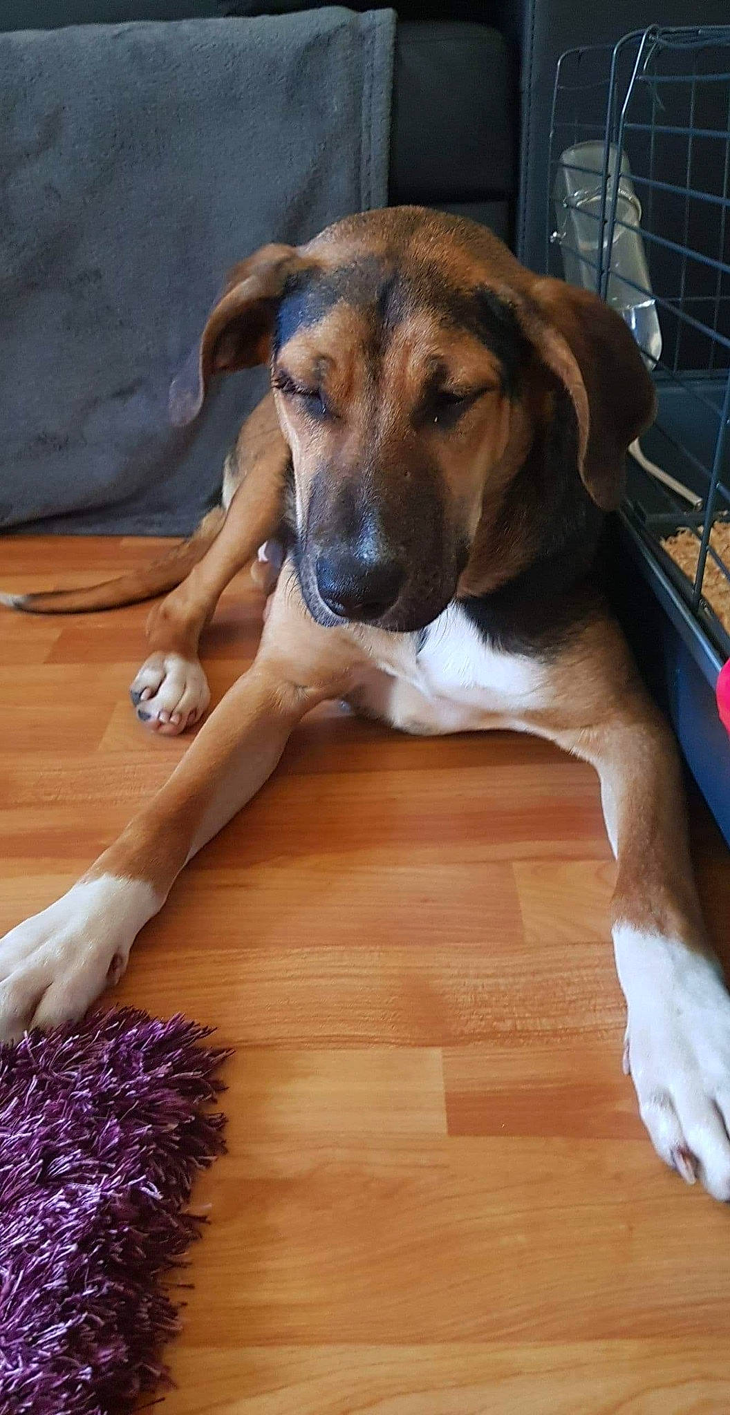 Câline a rejoint le concours — aidez-le/la à gagner de superbes lots ! black_mouth_cur, canidae, carnivore, companion_dog, dog, dog_breed, fawn, hardwood, mammal, mountain_cur, rare_breed_dog, rhodesian_ridgeback