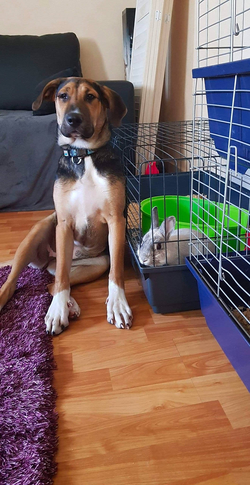 Câline a rejoint le concours — aidez-le/la à gagner de superbes lots ! boxer, canidae, carnivore, companion_dog, dog, dog_breed, dog_crate, dog_supply, fawn, feist, finnish_hound, flooring, hardwood, mammal, puppy, treeing_walker_coonhound, vertebrate