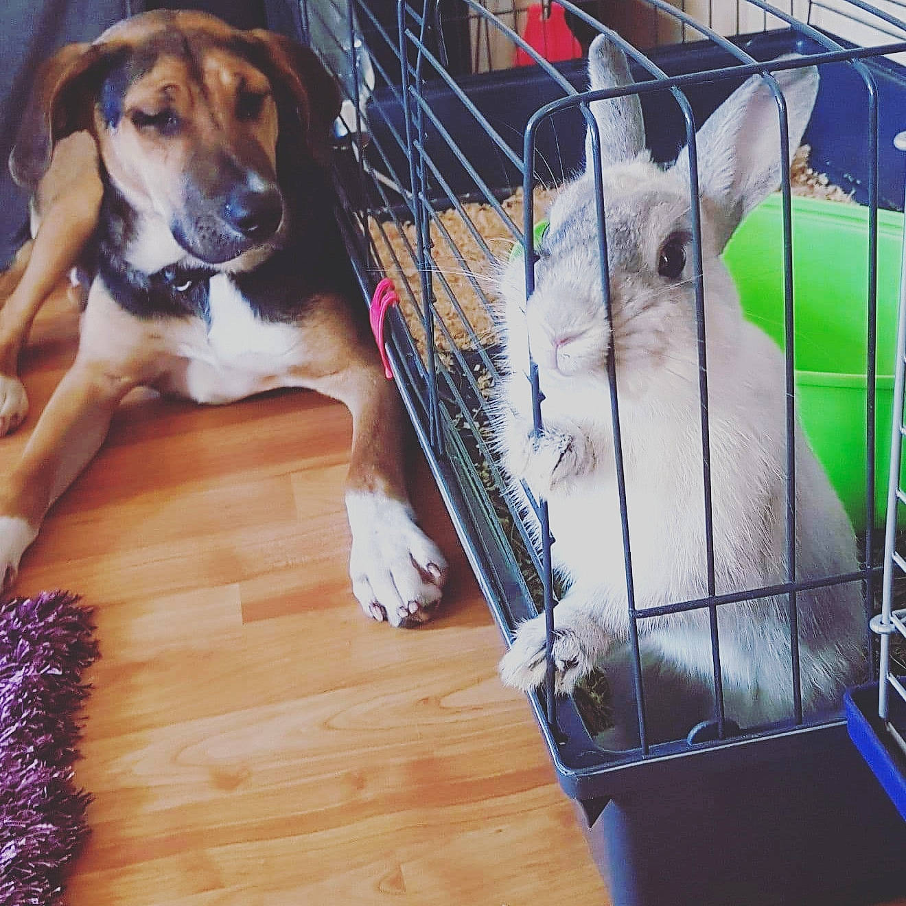 Câline a rejoint le concours — aidez-le/la à gagner de superbes lots ! animal_shelter, black_mouth_cur, canidae, carnivore, dog, dog_breed, dog_crate, dog_supply, fawn, kennel, mammal, puppy