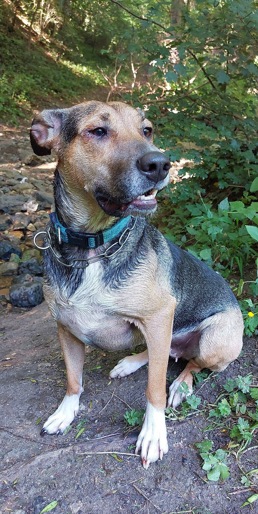 Câline a rejoint le concours — aidez-le/la à gagner de superbes lots ! ancient_dog_breeds, canidae, carnivore, collar, companion_dog, dog, dog_breed, dog_collar, dog_supply, fawn, hunting_dog, leash, non_sporting_group, pet_supply, plant, snout, sporting_group, terrestrial_animal, working_animal, working_dog