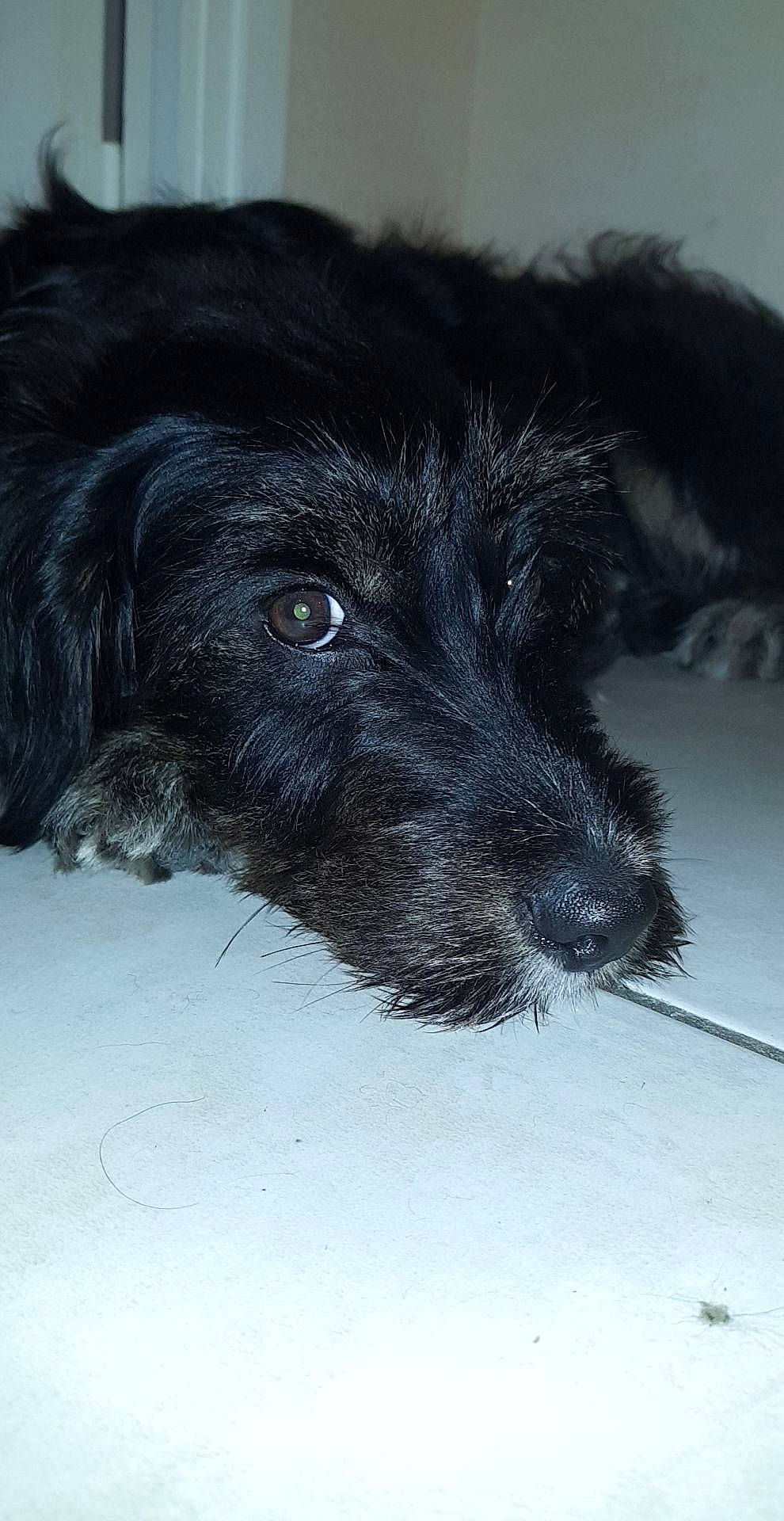 Pépita a rejoint le concours — aidez-le/la à gagner de superbes lots ! canidae, carnivore, dog, dog_breed, fur, puppy, schnoodle, snout, sporting_group, terrier