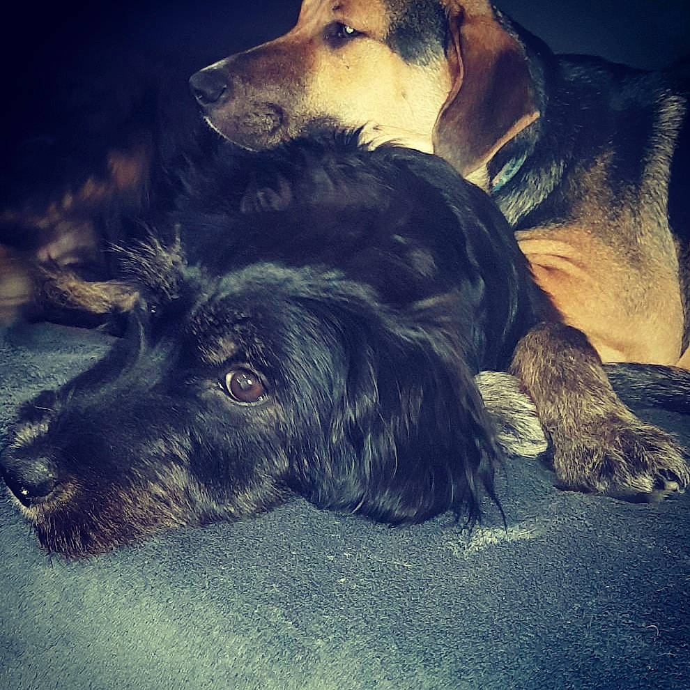 Pépita a rejoint le concours — aidez-le/la à gagner de superbes lots ! boykin_spaniel, canidae, carnivore, companion_dog, dog, dog_breed, field_spaniel, german_spaniel, hunting_dog, mammal, meteorological_phenomenon, rare_breed_dog, scottish_deerhound, setter, sky, spaniel, sporting_group, vertebrate